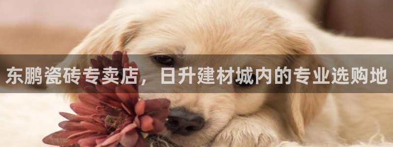 杏鑫平台招商电话号码是多少