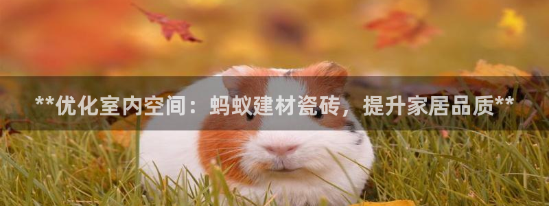 杏鑫招商总代